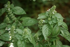 Ocimum basilicum var. basilicum
